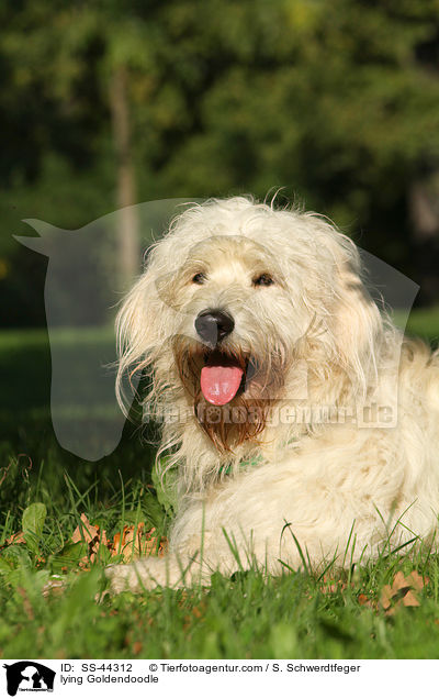 liegender Goldendoodle / lying Goldendoodle / SS-44312