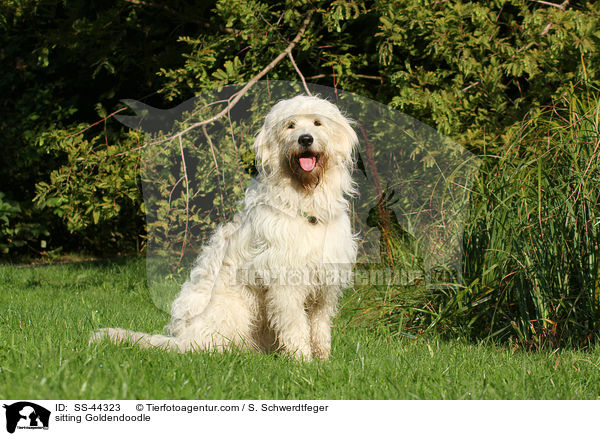 sitting Goldendoodle / SS-44323
