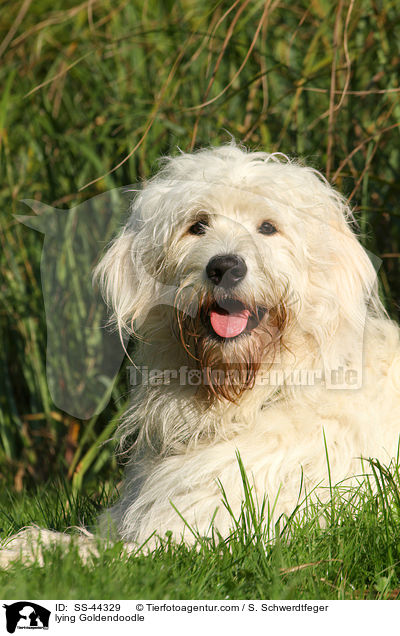 liegender Goldendoodle / lying Goldendoodle / SS-44329