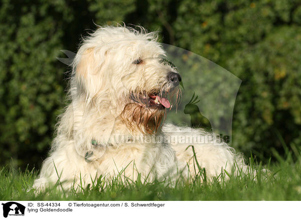 liegender Goldendoodle / lying Goldendoodle / SS-44334