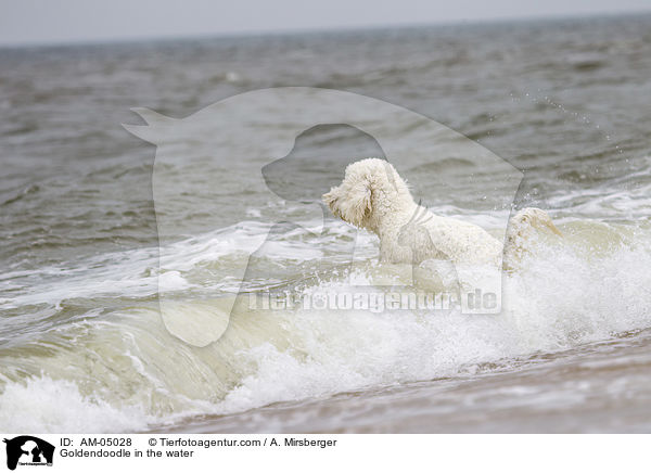 Goldendoodle im Wasser / Goldendoodle in the water / AM-05028