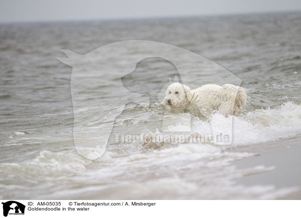 Goldendoodle im Wasser / Goldendoodle in the water / AM-05035