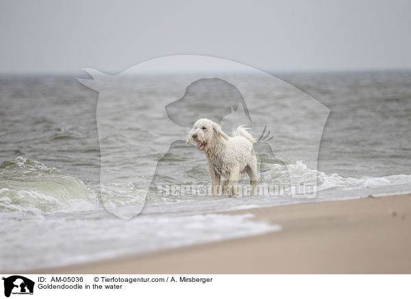 Goldendoodle im Wasser / Goldendoodle in the water / AM-05036