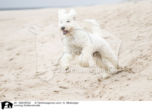 rennender Goldendoodle / running Goldendoodle / AM-05042