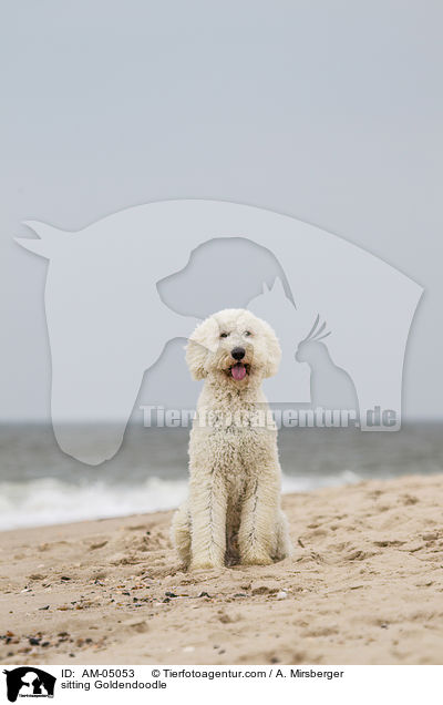 sitzender Goldendoodle / sitting Goldendoodle / AM-05053