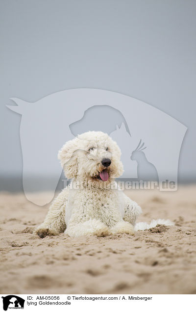 liegender Goldendoodle / lying Goldendoodle / AM-05056