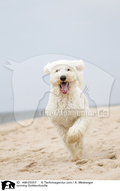 rennender Goldendoodle / running Goldendoodle / AM-05057