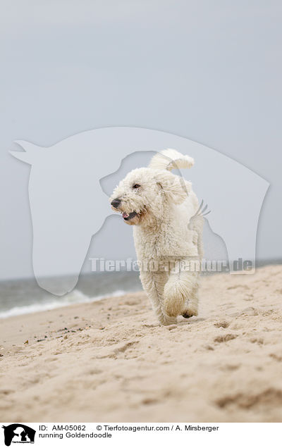 rennender Goldendoodle / running Goldendoodle / AM-05062