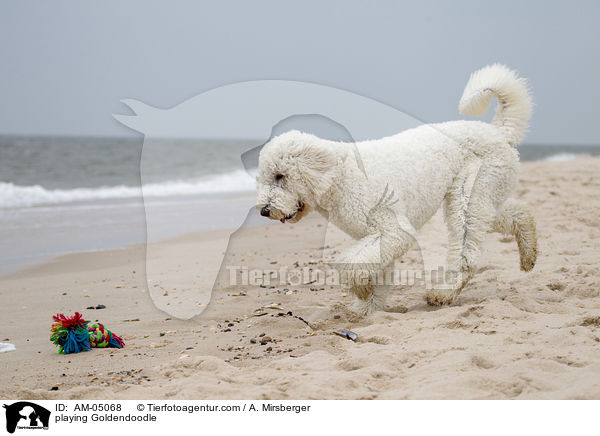 spielender Goldendoodle / playing Goldendoodle / AM-05068