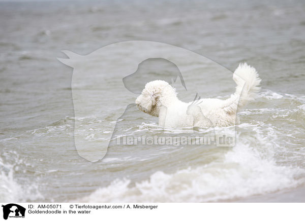 Goldendoodle im Wasser / Goldendoodle in the water / AM-05071