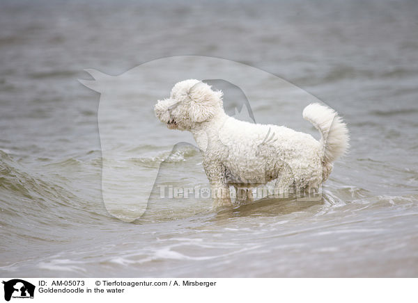 Goldendoodle im Wasser / Goldendoodle in the water / AM-05073