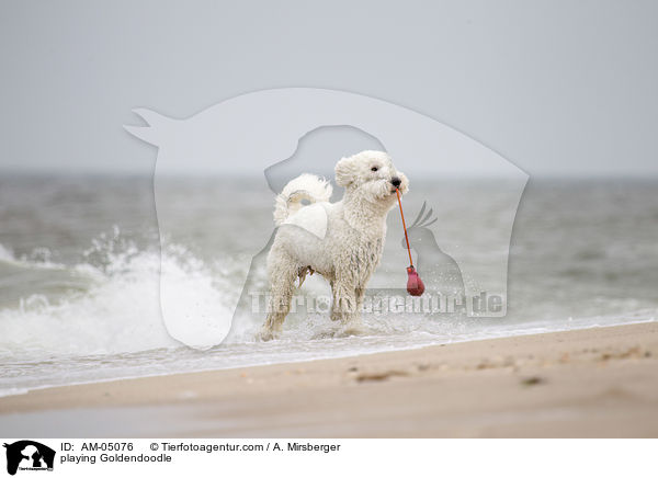 spielender Goldendoodle / playing Goldendoodle / AM-05076