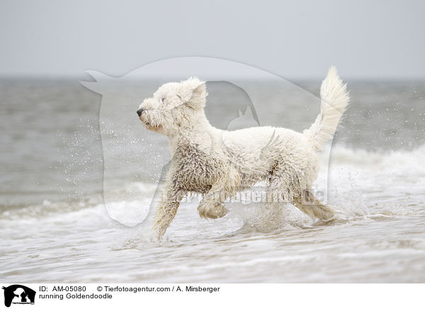 rennender Goldendoodle / running Goldendoodle / AM-05080