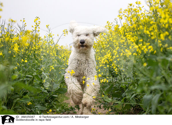 Goldendoodle im Raps / Goldendoodle in rape field / AM-05087