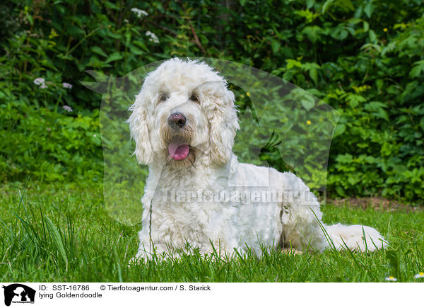 liegender Goldendoodle / lying Goldendoodle / SST-16786