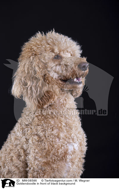 Goldendoodle vor schwarzem Hintergrund / Goldendoodle in front of black background / MW-08586