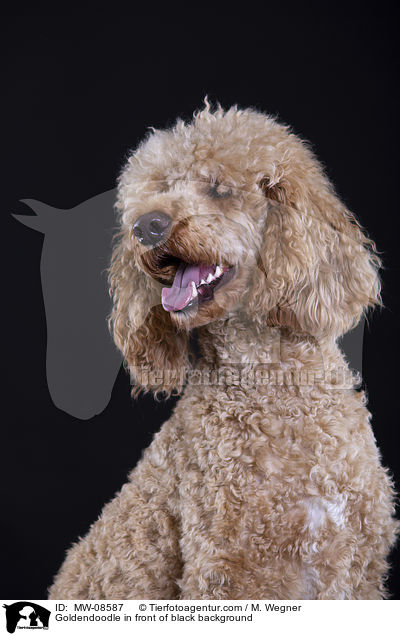 Goldendoodle vor schwarzem Hintergrund / Goldendoodle in front of black background / MW-08587