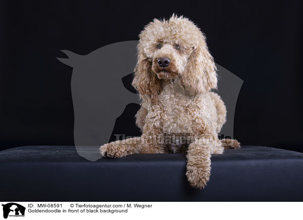 Goldendoodle vor schwarzem Hintergrund / Goldendoodle in front of black background / MW-08591