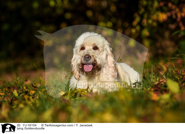 liegender Goldendoodle / lying Goldendoodle / YJ-16154