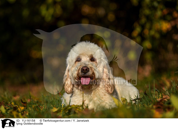 liegender Goldendoodle / lying Goldendoodle / YJ-16158