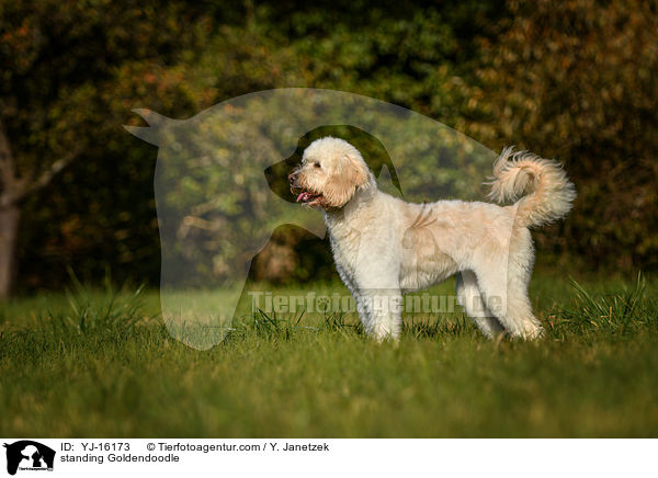 stehender Goldendoodle / standing Goldendoodle / YJ-16173