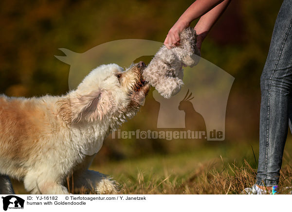 Mensch mit Goldendoodle / human with Goldendoodle / YJ-16182