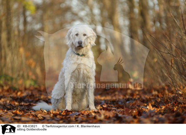 sitzender Goldendoodle / sitting Goldendoodle / KB-03621