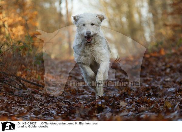 rennender Goldendoodle / running Goldendoodle / KB-03627