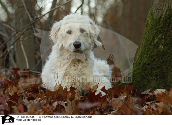 liegender Goldendoodle / lying Goldendoodle / KB-03635