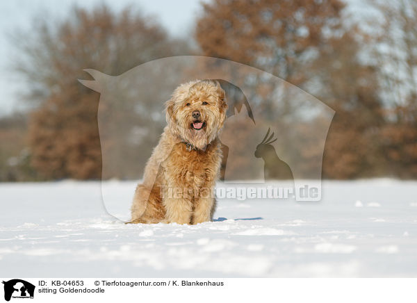 sitzender Goldendoodle / sitting Goldendoodle / KB-04653