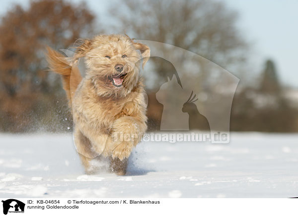 rennender Goldendoodle / running Goldendoodle / KB-04654