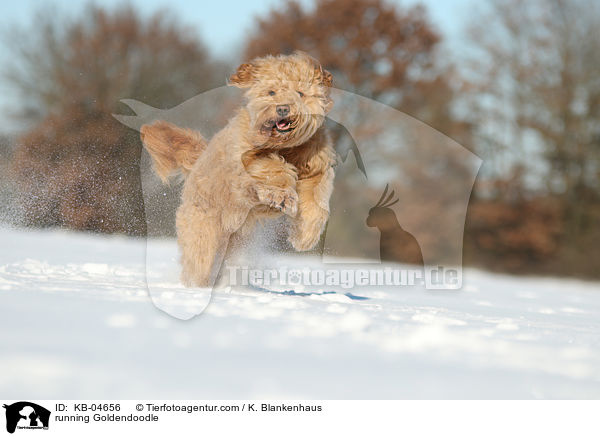 rennender Goldendoodle / running Goldendoodle / KB-04656