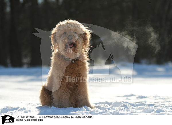 sitzender Goldendoodle / sitting Goldendoodle / KB-04658