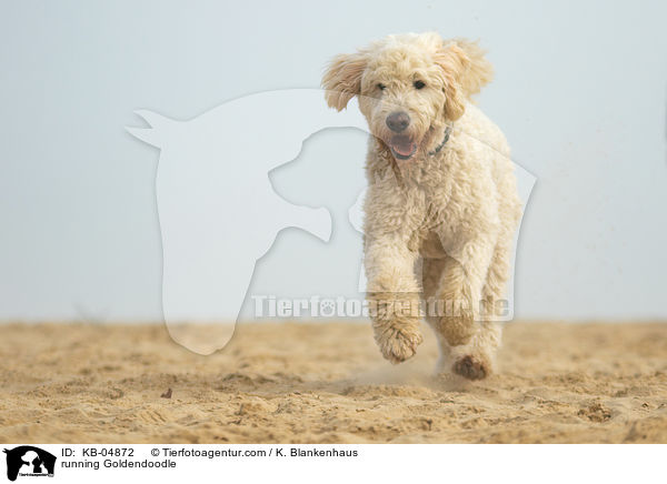 rennender Goldendoodle / running Goldendoodle / KB-04872