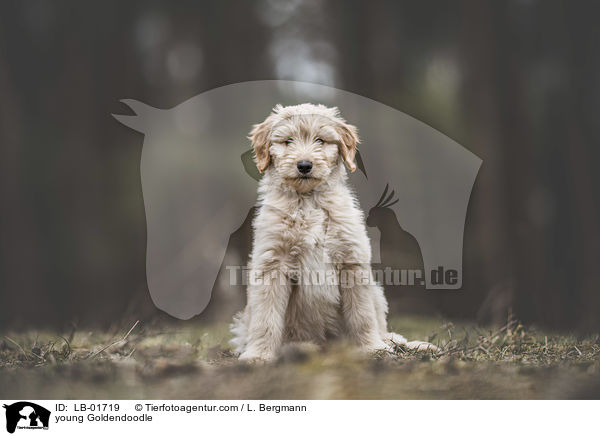 junger Goldendoodle / young Goldendoodle / LB-01719