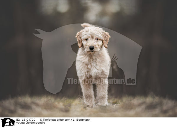 junger Goldendoodle / young Goldendoodle / LB-01720