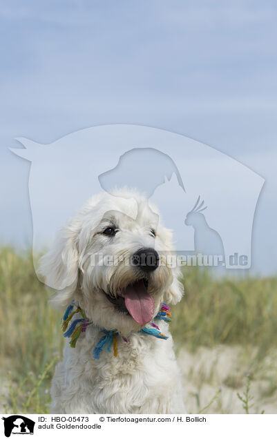 ausgewachsener Goldendoodle / adult Goldendoodle / HBO-05473