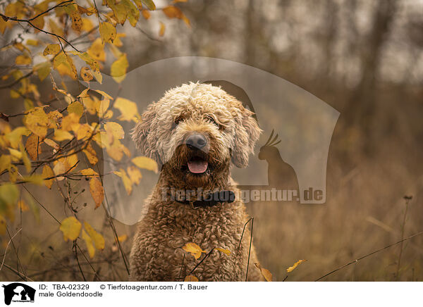 Goldendoodle Rde / male Goldendoodle / TBA-02329