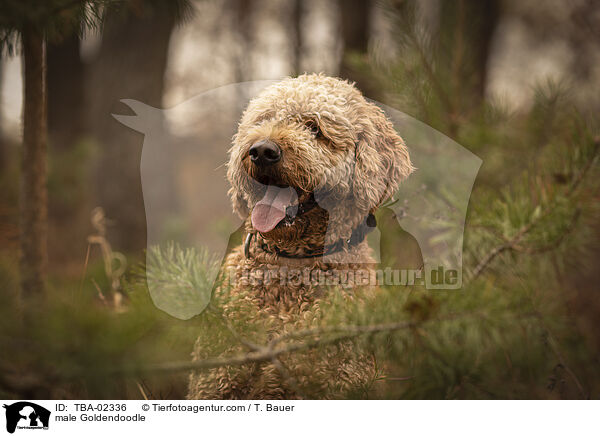 Goldendoodle Rde / male Goldendoodle / TBA-02336