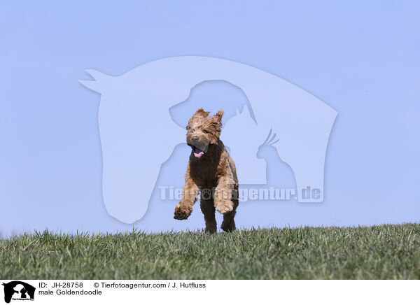 Goldendoodle Rde / male Goldendoodle / JH-28758