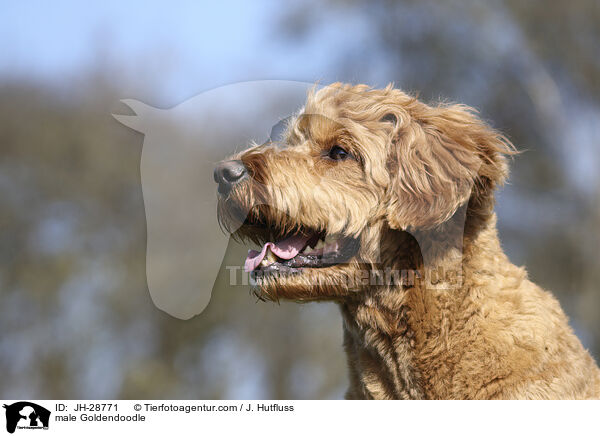 Goldendoodle Rde / male Goldendoodle / JH-28771