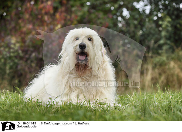 Goldendoodle / Goldendoodle / JH-31145