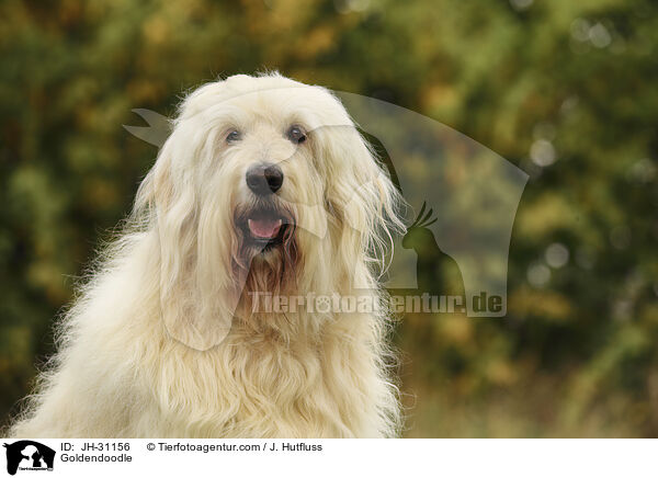 Goldendoodle / Goldendoodle / JH-31156