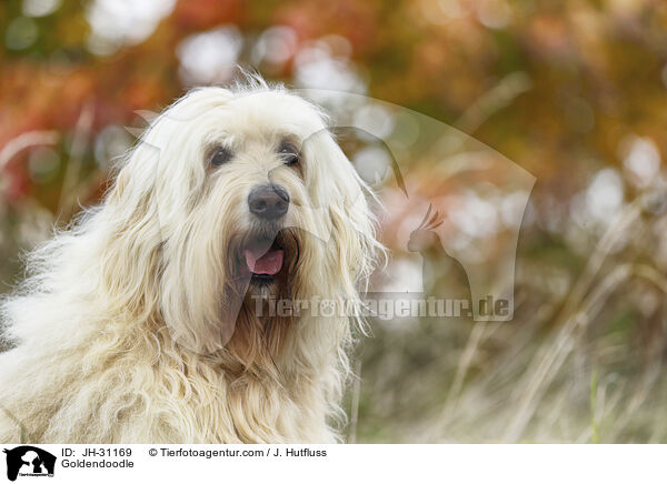 Goldendoodle / Goldendoodle / JH-31169