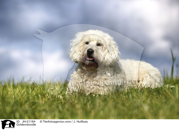 Goldendoodle / Goldendoodle / JH-31184