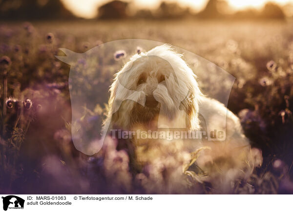 erwachsener Goldendoodle / adult Goldendoodle / MARS-01063