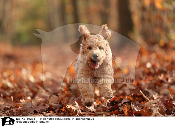 Goldendoodle im Herbst / Goldendoodle in autumn / KB-10271