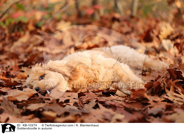 Goldendoodle im Herbst / Goldendoodle in autumn / KB-10274