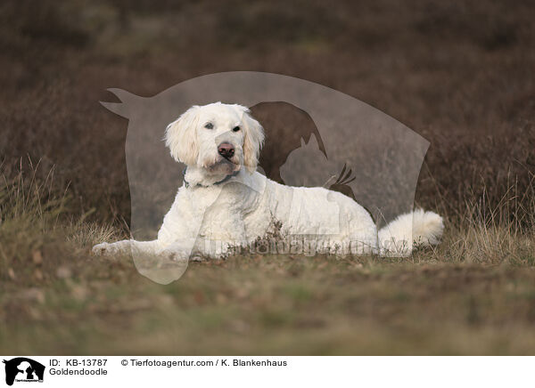 Goldendoodle / Goldendoodle / KB-13787