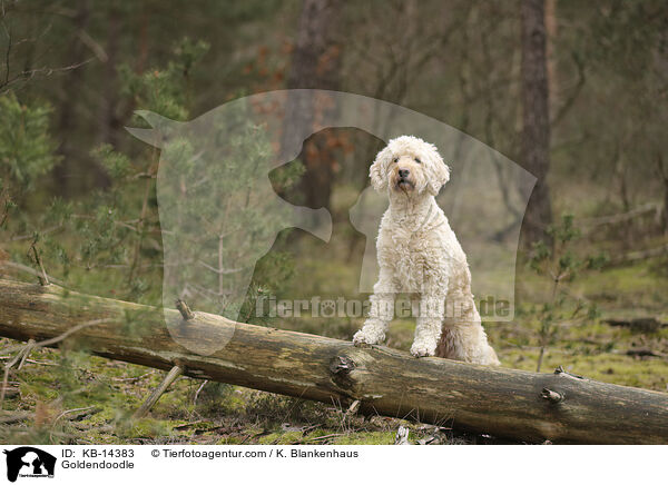 Goldendoodle / Goldendoodle / KB-14383